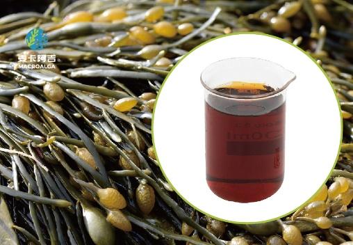 China Ascophyllum Nodosum Extract Rankings: Leading Suppliers & Quality Insights
